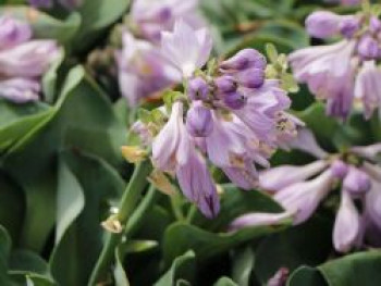 Funkie 'Blue Mouse Ears', Hosta tokudama 'Blue Mouse Ears', Topfware