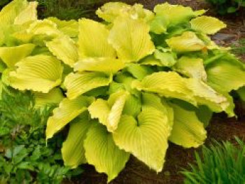Funkie 'Coast to Coast', Hosta 'Coast to Coast', Topfware
