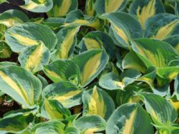 Funkie 'Dream Weaver', Hosta x cultorum 'Dream Weaver', Topfware