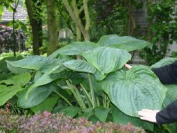Funkie 'Empress Wu', Hosta x cultorum 'Empress Wu', Topfware