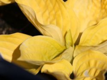 Funkie 'Fire Island', Hosta x cultorum 'Fire Island', Topfware