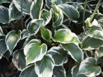 Funkie 'Minuteman', Hosta x fortunei 'Minuteman', Topfware