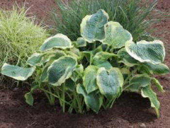 Funkie 'Northern Exposure', Hosta x cultorum 'Northern Exposure', Topfware