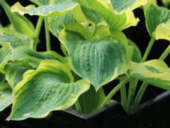 Funkie 'Orions Belt', Hosta x fortunei 'Orions Belt', Topfware