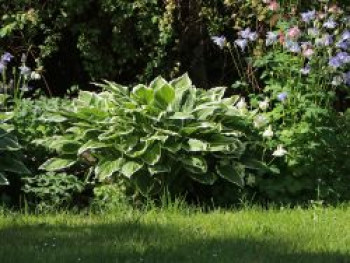 Funkie 'Pilgrim', Hosta x cultorum 'Pilgrim', Topfware