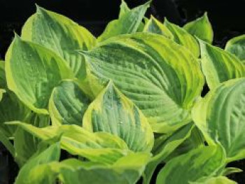 Funkie 'Twilight', Hosta x fortunei 'Twilight', Topfware