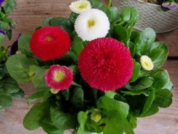 Gänseblümchen 'Pomponette rot', Bellis perennis 'Pomponette rot', Topfware
