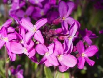 Gänsekresse 'Frühlingszauber', Arabis blepharophylla 'Frühlingszauber', Topfware