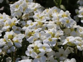 Gänsekresse 'Little Treasure White', Arabis caucasica 'Little Treasure White', Topfware