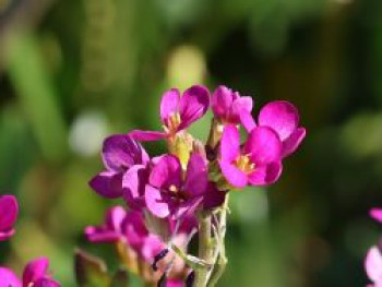 Gänsekresse 'Pinkie', Arabis caucasica 'Pinkie', Topfware