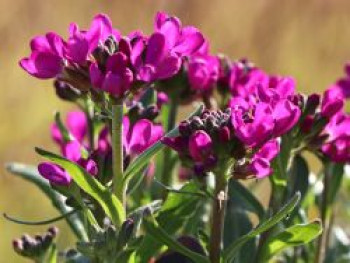 Gänsekresse 'Rose Delight' ®, Arabis blepharophylla 'Rose Delight'  ®, Topfware