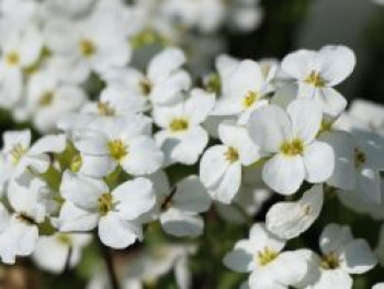 Gänsekresse 'Schneeball', Arabis caucasica 'Schneeball', Topfware