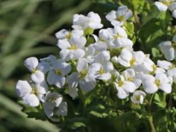 Gänsekresse 'Schneehaube', Arabis caucasica 'Schneehaube', Topfware