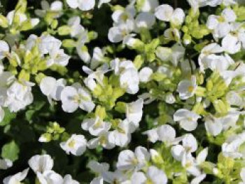 Gänsekresse 'Snowfix', Arabis caucasica 'Snowfix', Topfware