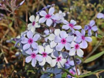 Garten-Flammenblume 'Chattahoochee', Phlox divaricata 'Chattahoochee', Topfware