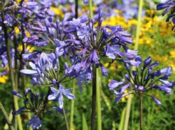 Garten-Schmucklilie 'Sunfield', Agapanthus africanus 'Sunfield', Containerware