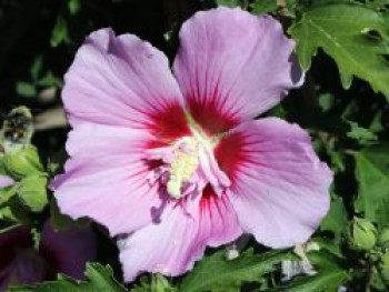 Garteneibisch 'Maike', Hibiscus syriacus 'Maike', Topfware
