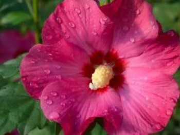 Garteneibisch 'SUP'BRIDGE' ®, Hibiscus syriacus 'SUP'BRIDGE' ®, Topfware
