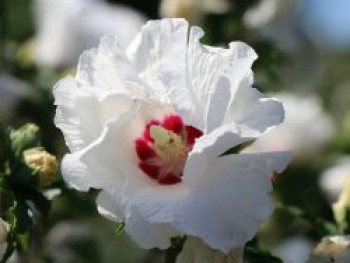 Garteneibisch 'SUP'HEART' ®, Hibiscus syriacus 'SUP'HEART' ®, Topfware
