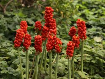 Geaderter Aronstab, Arum italicum, Topfware