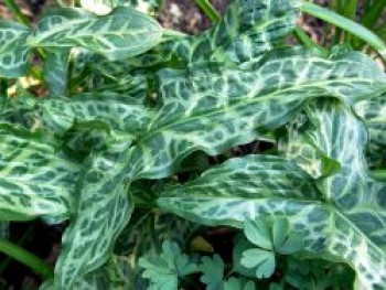 Geaderter Aronstab 'Pictum', Arum italicum 'Pictum', Topfware