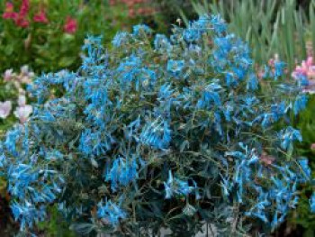 Gebogener Lerchensporn 'Porcelain Blue', Corydalis flexuosa 'Porcelain Blue', Topfware