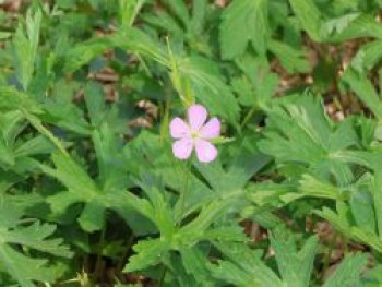 Gefleckter Storchschnabel 'Chatto', Geranium maculatum 'Chatto', Topfware