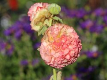 Gefülltblühende Stockrose 'Pleniflora Chaters Apricot', Alcea rosea 'Pleniflora Chaters Apricot', Topfware
