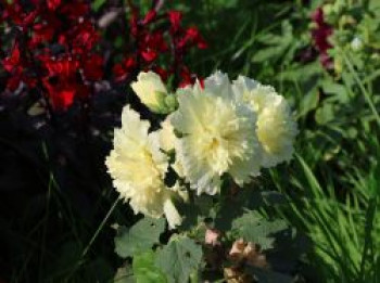 Gefülltblühende Stockrose 'Spring Celebrities Lemon', Alcea rosea Spring-Celebrities-Serie 'Lemon', Topfware