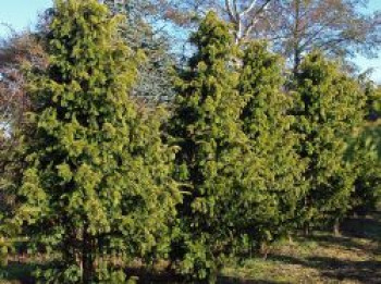 Gelbe Adlerschwingen-Eibe 'Dovastonii Aurea', 60-80 cm, Taxus baccata 'Dovastonii Aurea', Containerware