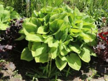 Gelblaubige Funkie 'August Moon', Hosta sieboldiana 'August Moon', Topfware