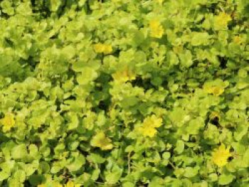 Gelblaubiges Pfennigkraut 'Aurea', Lysimachia nummularia 'Aurea', Topfware