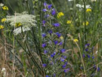 Gewöhnlicher Natternkopf, Echium vulgare, Topfware