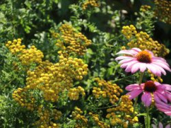 Gewöhnlicher Rainfarn, Tanacetum vulgare, Topfware