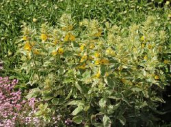 Gilbweiderich 'Alexander', Lysimachia punctata 'Alexander', Containerware