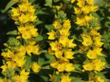 Gilbweiderich 'Hometown Hero', Lysimachia punctata 'Hometown Hero', Topfware