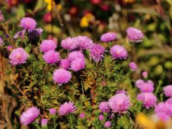 Glattblatt-Aster 'Patricia Ballard', Aster novi-belgii 'Patricia Ballard', Topfware