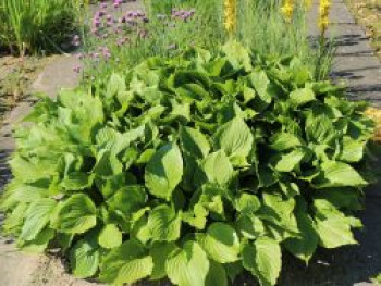 Glocken-Funkie, Hosta ventricosa, Topfware