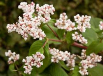 Glockenknöterich 'Southcombe White', Aconogonon campanulatum 'Southcombe White', Topfware