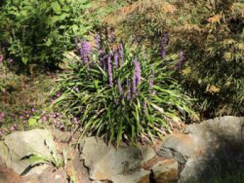 Glöckchentraube 'Ingwersen', Liriope muscari 'Ingwersen', Topfware