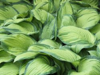 Graublättrige Gelbgrüne Funkie 'Albopicta', Hosta x fortunei 'Albopicta', Topfware