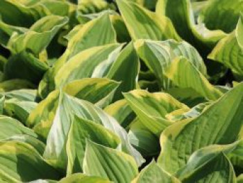Graublättrige Goldrand-Funkie 'Aureomarginata', Hosta x fortunei 'Aureomarginata', Topfware