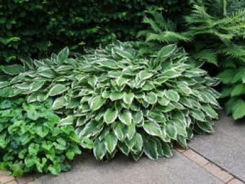 Graublättrige Weißrand-Funkie 'Carol', Hosta x fortunei 'Carol', Topfware