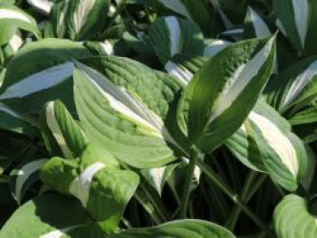 Graublatt-Funkie 'Risky Business', Hosta x fortunei 'Risky Business', Topfware