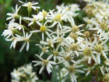 Großblättrige Aster, Aster macrophyllus, Topfware