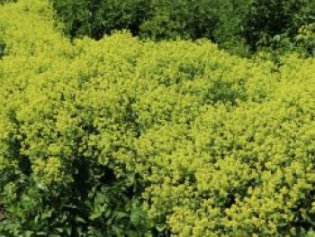 Großblättriger Frauenmantel 'Thriller', Alchemilla mollis 'Thriller', Topfware