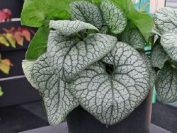 Großblättriges Kaukasusvergissmeinnich 'Jack of Diamonds', Brunnera macrophylla 'Jack of Diamonds', Topfware