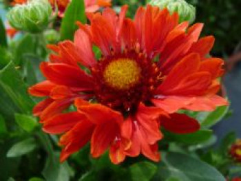 Großblumige Kokardenblume Sunset 'Celebration' ®, Gaillardia x grandiflora Sunset 'Celebration' ®, Topfware