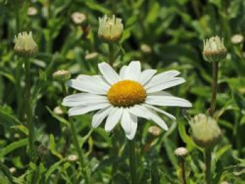 Großblumige Sommer-Margerite 'Snowcap', Leucanthemum x superbum 'Snowcap', Topfware