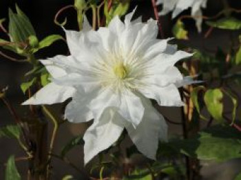 Großblumige Waldrebe 'First Love', 60-100 cm, Clematis 'First Love', Containerware